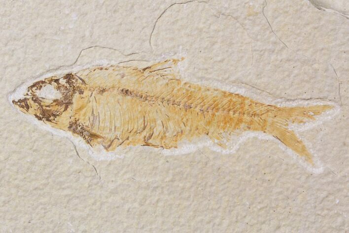 Bargain, Fossil Fish (Knightia) - Wyoming #89175